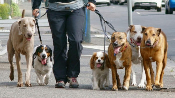Фотография к новости: Ит пен мысықты серуендету ережесін бұзғандарға 30 мың теңгедей айыппұл салынуы мүмкін