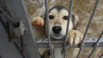 Фотография к новости: Қазақстанда жануарларға қатыгездікпен қарау заңмен реттеледі