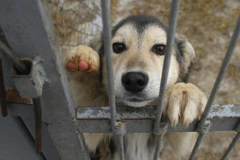 Фотография к новости: Қазақстанда жануарларға қатыгездікпен қарау заңмен реттеледі