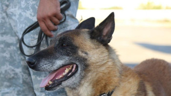 Фотография к новости: Із кесуші иттердің көмегімен 46 қылмыс ашылды