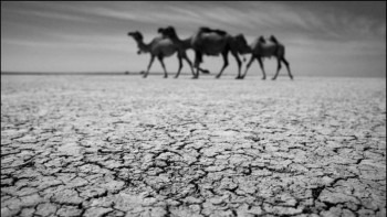 Фотография к новости: Қуаңшылық өсімдік шаруашылығының өнімін 83,7%-ға азайтты - әкім