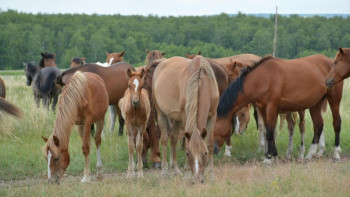 Фотография к новости: Алдағы жылы ауыл шаруашылығына субсидия бөлу жоспарда  бар – Оразалин