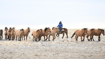 Фотография к новости: Айтмұхамбет Қожабеков: Жылқы шаруашылығын саннан сапаға бағыттайтын уақыт келді