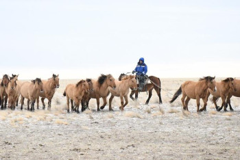 Айтмұхамбет Қожабеков: Жылқы шаруашылығын саннан сапаға бағыттайтын уақыт келді