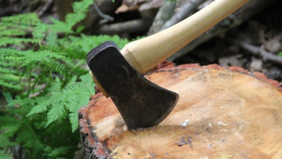 Андрей Лукин «Орман кесу» туралы заңнаманы қатаңдатуды ұсынды