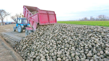 Фотография к новости: Алматы облысында 2025 жылға дейін қант қызылшасы алқабының көлемі кеңейтіледі