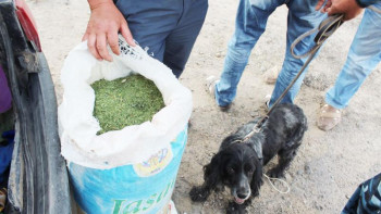 Фотография к новости: 11 айда есірткіге қатысты 2 мыңнан астам қылмыс тіркелген