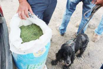 Фотография к новости: 11 айда есірткіге қатысты 2 мыңнан астам қылмыс тіркелген