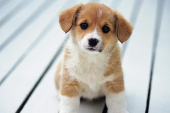 Фотография к новости: Депутаттар «Жануарларға жауапкершілікпен қарау туралы» заң жобасын мақұлдады