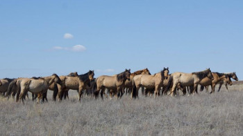 Фотография к новости: АШМ: Жылқыға берілетін субсидия көлемін ұлғайтуға мүмкіндік бар