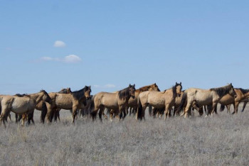 Фотография к новости: АШМ: Жылқыға берілетін субсидия көлемін ұлғайтуға мүмкіндік бар