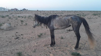 Фотография к новости: Маңғыстауда келесі жылы да қуаңшылық болуы мүмкін – әкім болжамы