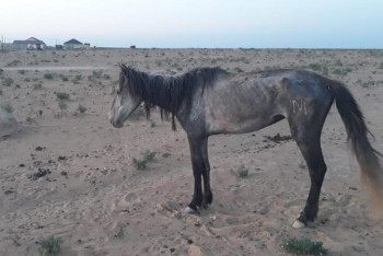 Фотография к новости: Маңғыстауда келесі жылы да қуаңшылық болуы мүмкін – әкім болжамы