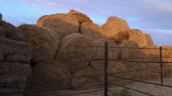 Фотография к новости: Жем-шөп тасымалдауға берілген жеңілдіктің арқасында 648 млн теңге үнемделді - әкім