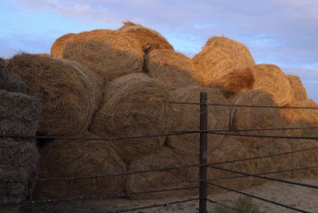 Фотография к новости: Жем-шөп тасымалдауға берілген жеңілдіктің арқасында 648 млн теңге үнемделді - әкім