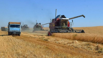 Фотография к новости: Биыл Ақмолада 4 млн тонна астық жиналған