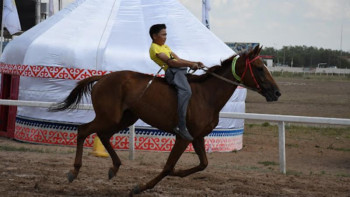 Фотография к новости: Қостанай жылқысы аламан түріне қосылады