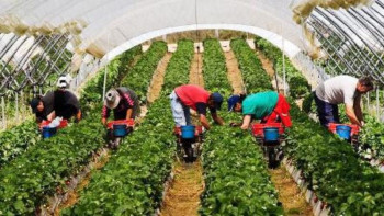 Фотография к новости: Қазақстанда өсімдік шаруашылығын дамытатын шаралар қолға алынды