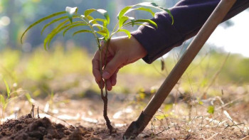 Фотография к новости: Биыл елімізде 130 млн түп көшет егілді