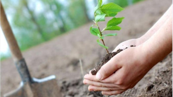 Фотография к новости: Сағынтаев: Алматыда миллион көшет егу жобасы жалғасын табады