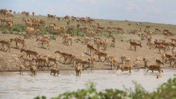 Фотография к новости: Елімізде киік саны 2, 5 есе өскен