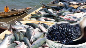 Фотография к новости: Балық шаруашылығын дамытудың 10 жылдық бағдарламасы бекітілді