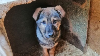 Фотография к новости: Жануарларға қатыгездік танытқандар қалай жазаланады?