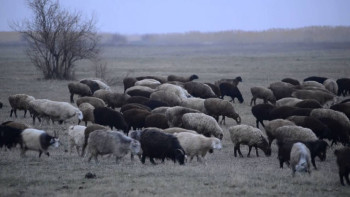 Фотография к новости: Арабтар елімізде ұсақ мал өсіруге 50 млн доллар инвестиция құйған