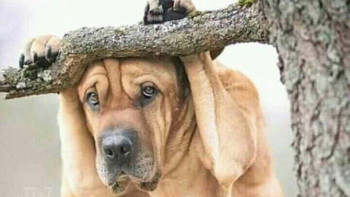 Фотография к новости: Жануарларға қатыгездік үшін жаза күшейтіледі