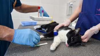 Фотография к новости: Ветдәрігерлер қаңғыбас ит пен мысықты аулауға міндетті емес