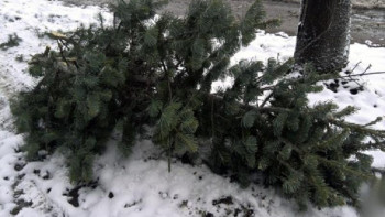 Фотография к новости: Жаңа жылға қамдану. ІІМ заңсыз ағаш кескендерді жазалады