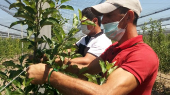 Фотография к новости: Ауыл шаруашылығы саласында тауар  өңдеу мен экспорты артқан