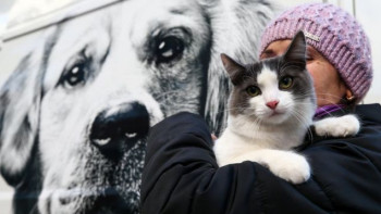 Фотография к новости: Заңның қабылдануы жануар иелерінің жауапкершілігін арттыруы керек - қоғам қайраткері