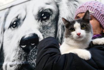 Фотография к новости: Заңның қабылдануы жануар иелерінің жауапкершілігін арттыруы керек - қоғам қайраткері