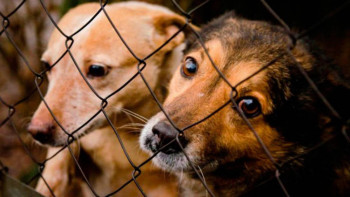 Фотография к новости: Жануарларды қорғайтын заң: Жануарларға деген көзқарас қалай өзгереді?