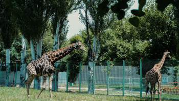 Фотография к новости: Жаңа заң жануарларға жауапкершілікпен қарауға ықпал етеді – зообақ маманы