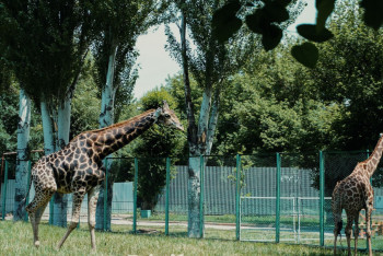 Фотография к новости: Жаңа заң жануарларға жауапкершілікпен қарауға ықпал етеді – зообақ маманы