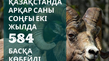 Фотография к новости: Соңғы екі жылда арқар саны 584 басқа көбейді