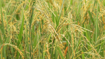 Фотография к новости: Елімізде ылғалды көп қажет ететін мақта, күріш, пияз сияқты дақылдарды өсіру қысқаруы мүмкін