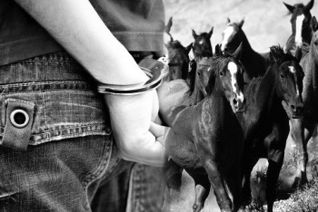 Фотография к новости: Былтыр 9 мыңнан астам мал ұрланған  - ІІМ