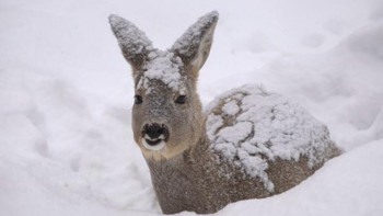 Фотография к новости: Ертіс жайылымында еліктер көбейді