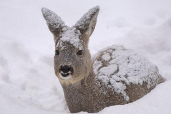 Ертіс жайылымында еліктер көбейді