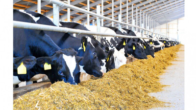 Депутаттар мал шаруашылығына қатысты заңды мақұлдады