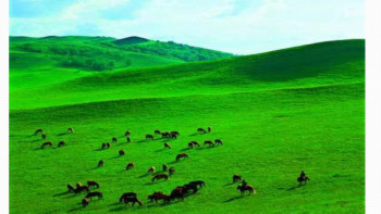 Фотография к новости: ШҚО-да игерілмей жатқан жайылымдар мемлекеттік меншікке қайтарылуда