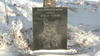 Фотография к новости: Қаңғыбас ит-мысықтарға да ізгілікпен қарау керек – мамандар