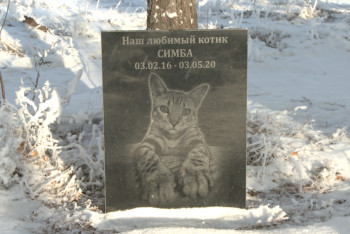 Қаңғыбас ит-мысықтарға да ізгілікпен қарау керек – мамандар