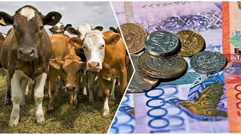 Фотография к новости: Талан-таражға салып, қызығын көріп жүр. Тоқаев субсидияларды жымқыру туралы айтты