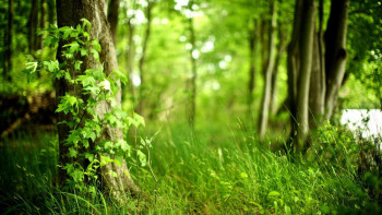 Фотография к новости: Елімізде 18,3 млн гектар орман алқабы бар – депутат