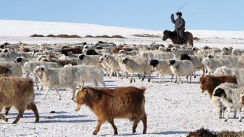 Фотография к новости: Ақмола облысында мал басын есепке алу жұмыстары басталды