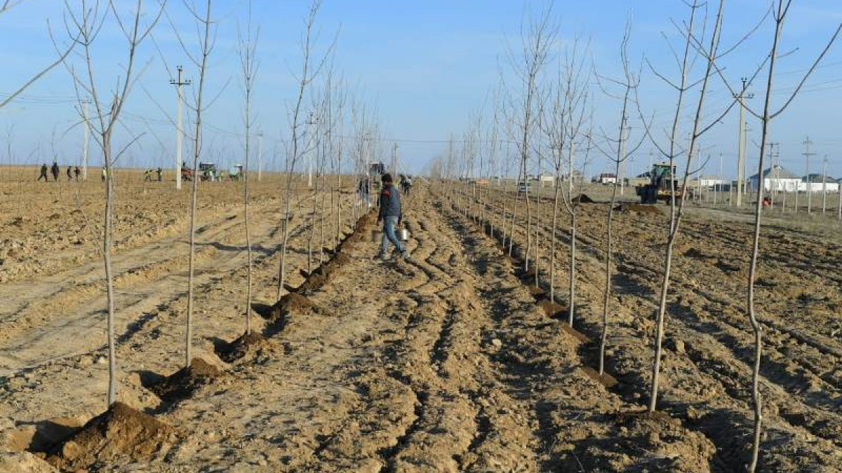 Павлодарда қаласында 20 мың ағаш отырғызылады